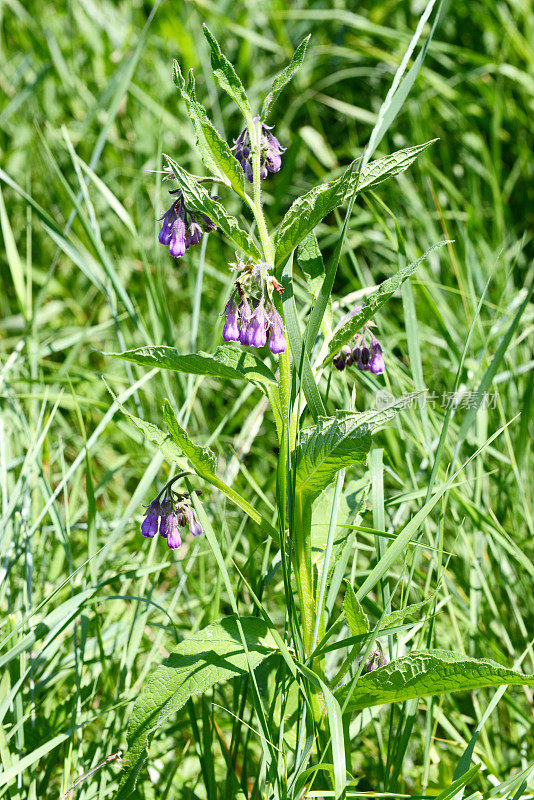 紫草科植物(Symphytum officinale)